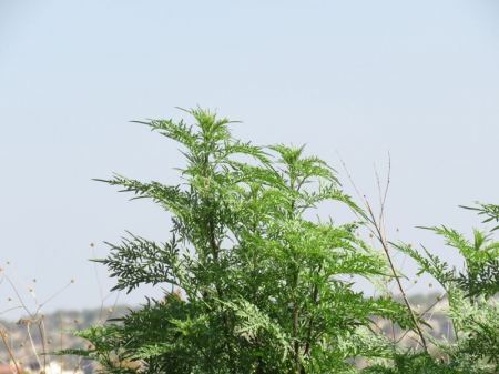 نبتة الامبروسيا تغزو مرج ابن عامر